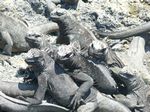 Galapagos (Mar 2009) - Day 09 - 090
